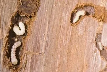 Attaque d’insectes